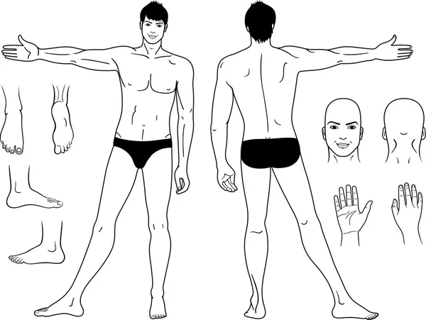 Longitud completa (frente y espalda) vistas de un hombre desnudo de pie — Vector de stock