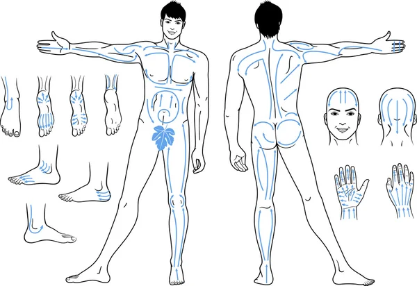 Vista completa (anteriore e posteriore) di un uomo nudo in piedi con linee massaggianti — Vettoriale Stock