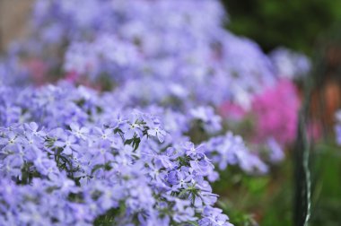 Purple phlox subulata clipart