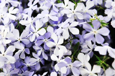 Mor phlox subulata