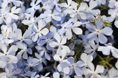 Mor phlox subulata