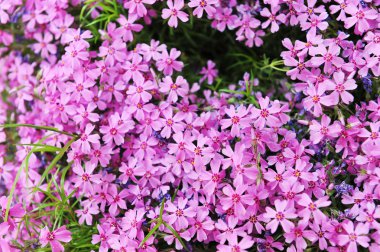 Mor phlox subulata