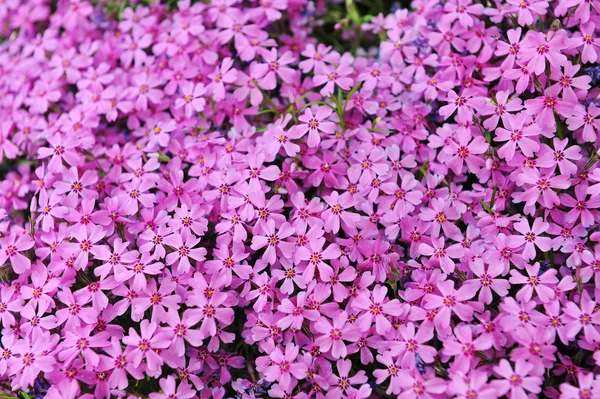 Purple phlox subulata — Stock Photo, Image
