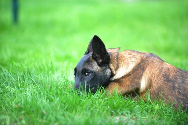 Belçikalı malinois