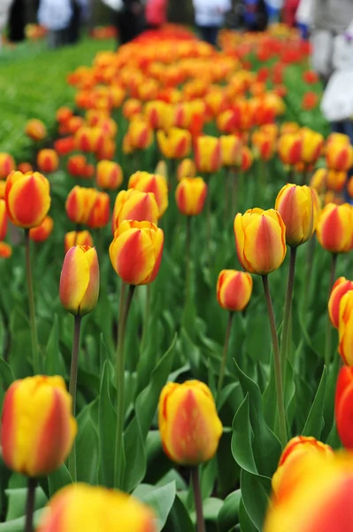 Tulipani rossi - gialli — Foto Stock