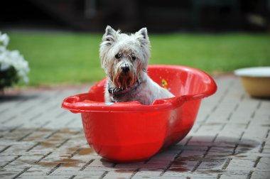 küvet içinde köpek