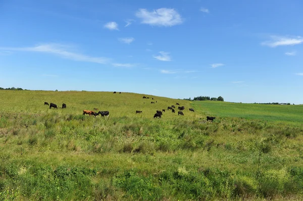 Корови на зеленому лузі — стокове фото