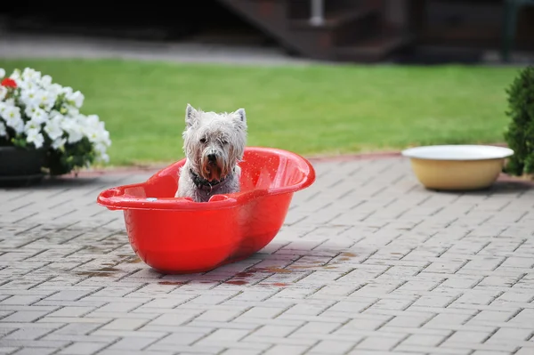Perro en bañera — Foto de Stock