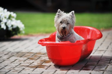 küvet içinde köpek