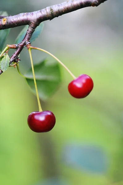 Cherries on tree — Stock Photo, Image