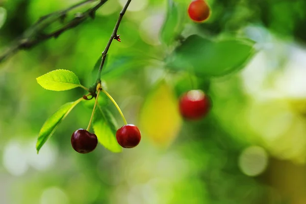 Cherries on tree — Stock Photo, Image