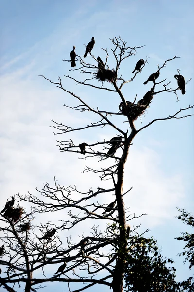Cormoranes en reposo — Foto de Stock