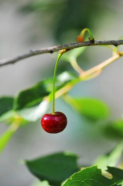 Cherrie на дереві — стокове фото