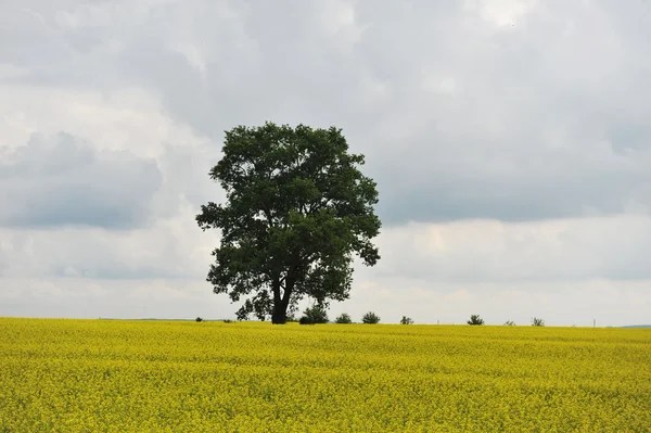 Tree on yellow field — Stock Photo, Image