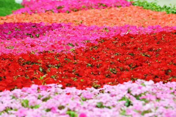 Красочные цветы — стоковое фото