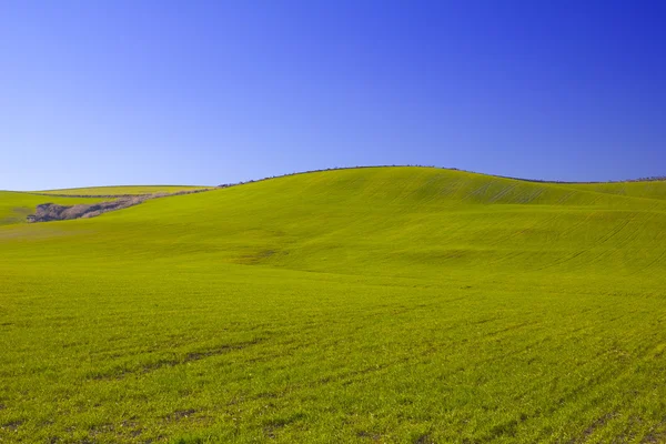 Landscape of a meadow — Stock Photo, Image