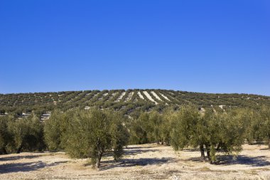 Panorama of the fields in Andalusia. clipart