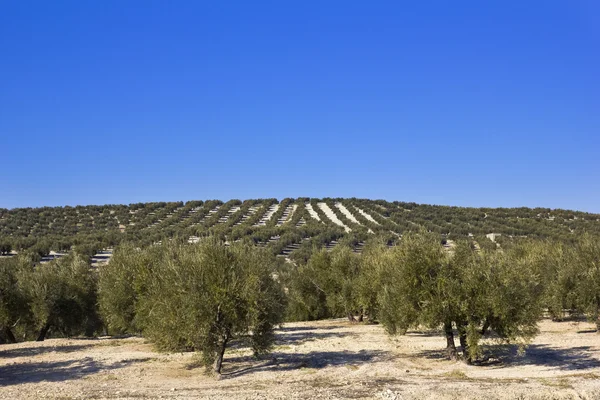 Панорама полей Андалусии . — стоковое фото
