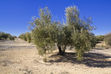 Olive grove