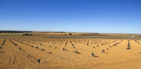 Vineyards in Castilla la Mancha, Spain. — Stock Photo, Image