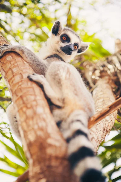 Ring-tailed lemur på trädet — Stockfoto