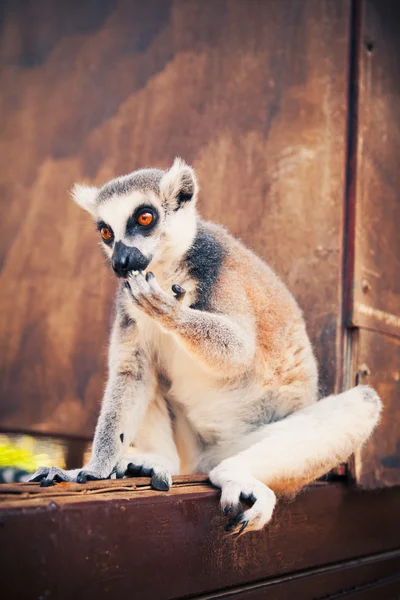 Anello coda lemure leccare zampa — Foto Stock