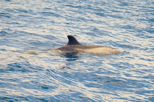 Delfín v oceánu — Stock fotografie