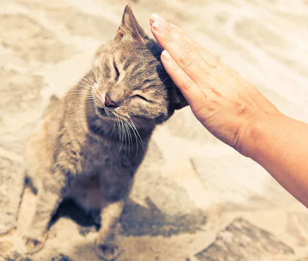 Hand stroking satisfied cat — Stock Photo, Image