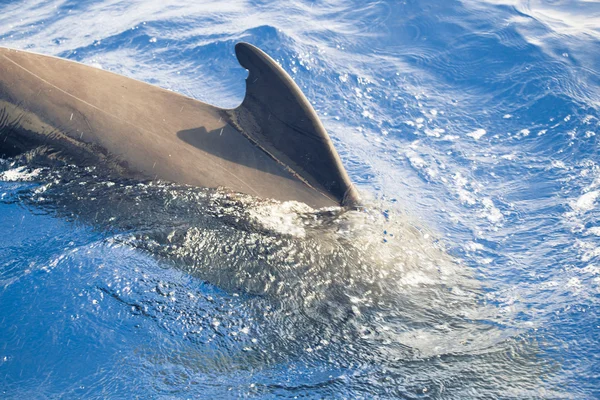 Baleia-piloto no oceano — Fotografia de Stock