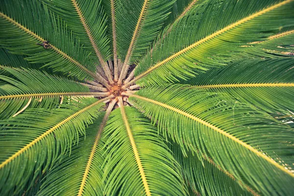 Palmboom bladeren, close-up weergave — Stockfoto