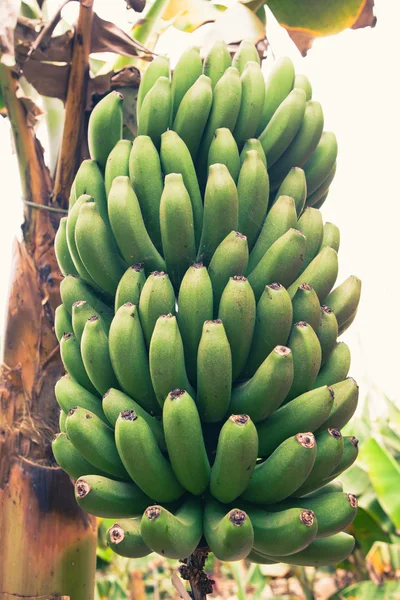 stock image Bunch of young green bananas