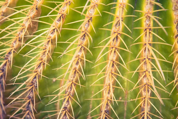 Espinas de cactus, vista de cerca —  Fotos de Stock