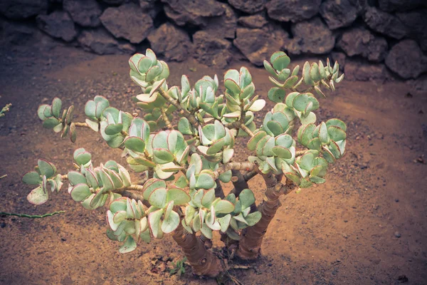 Planta de crassula — Foto de Stock