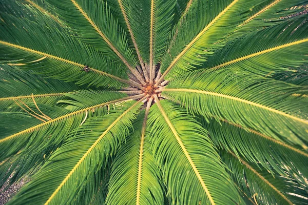 棕榈树的叶子，特写视图 — 图库照片