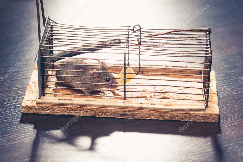 Mice catched in the cage mousetrap