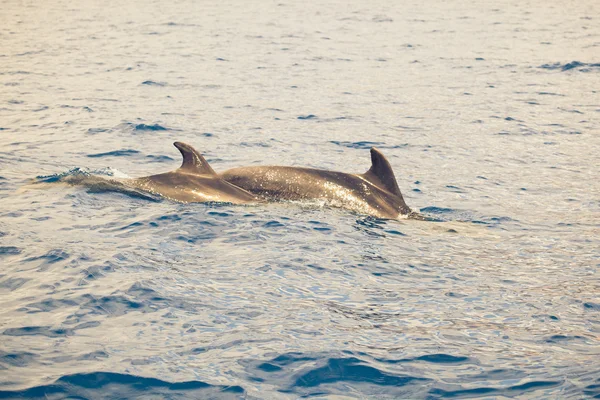 Grupo de golfinhos no oceano — Fotografia de Stock