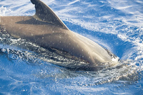 Baleia-piloto no oceano — Fotografia de Stock