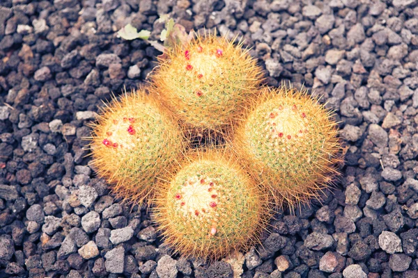 Mooie pluizig cactus — Stockfoto
