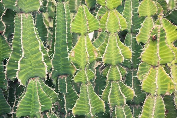 Kaktus mit Dornen, Nahaufnahme — Stockfoto