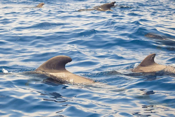 Grupo de baleias-piloto no oceano — Fotografia de Stock