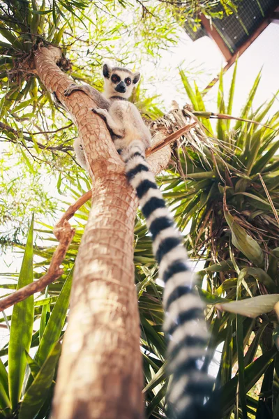 Ogoniasty lemur na drzewie — Zdjęcie stockowe