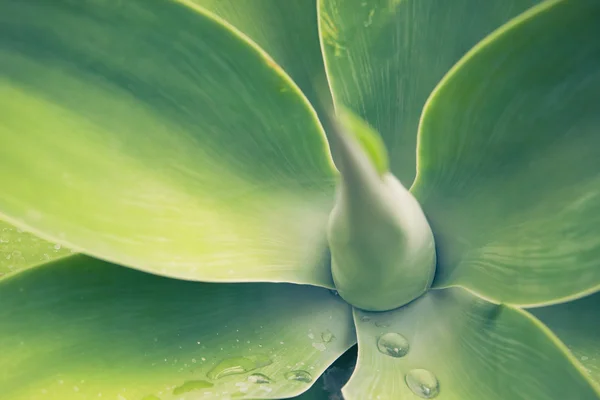 Agave bitki — Stok fotoğraf