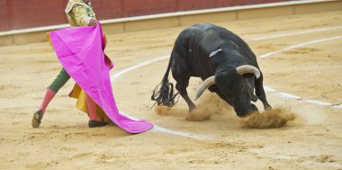 Bullfighting. clipart