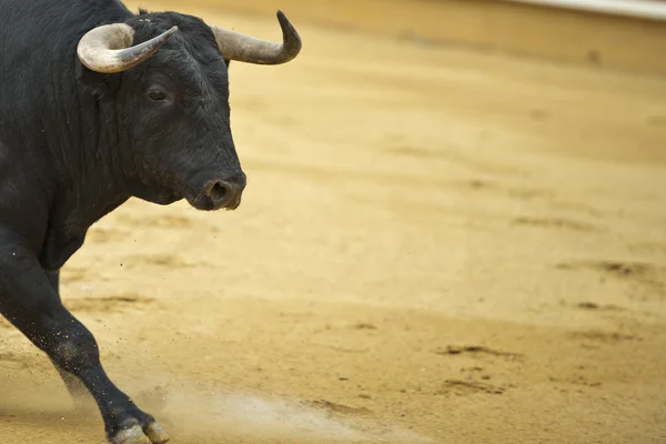 Bull in the bullring. — Stock Photo, Image