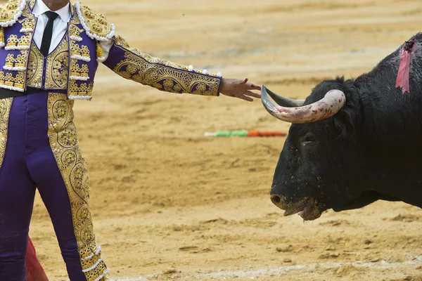 Bullfighter touching the horn of the bull. — Stock Photo, Image