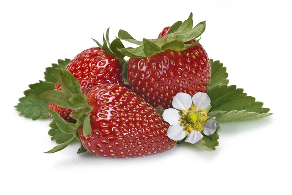 Erdbeeren und ihre Blüten. — Stockfoto