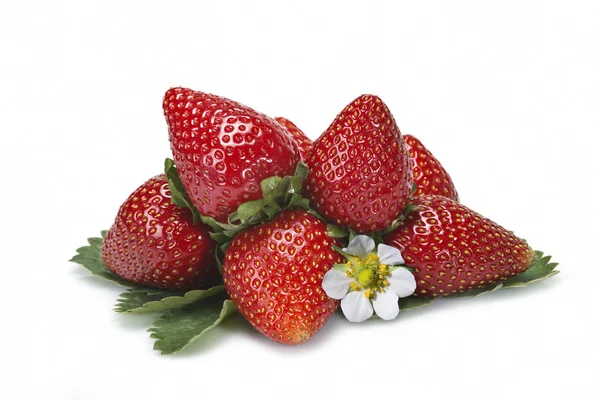 Strawberries and their leaves and flower. — Stock Photo, Image