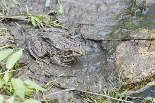 stock image Frog