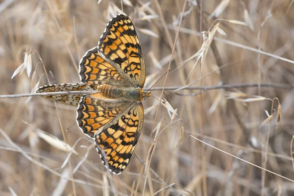 Butterflies copulating. — Stock Photo, Image