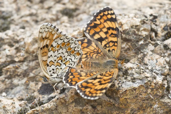 Butterflies copulating. — Stock Photo, Image